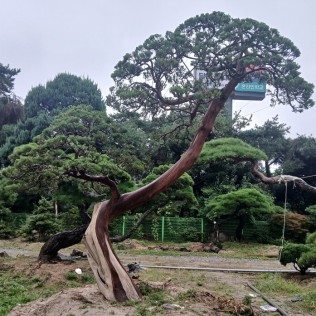 향나무25