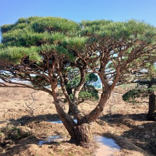 반송5