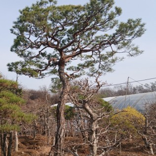 적송99