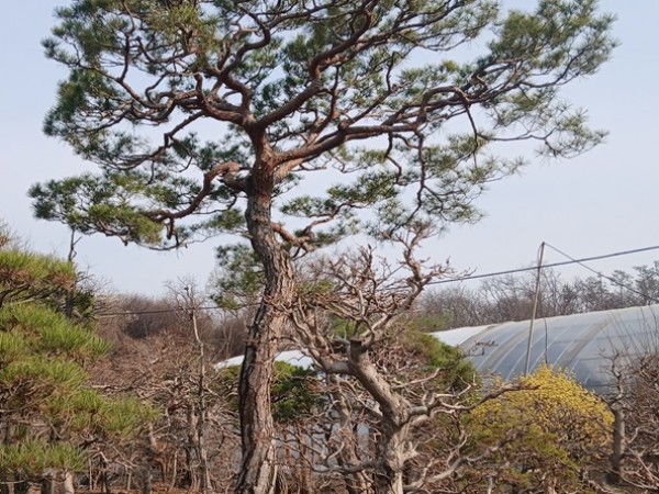 적송99