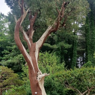 측백나무1