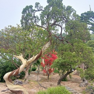향나무28