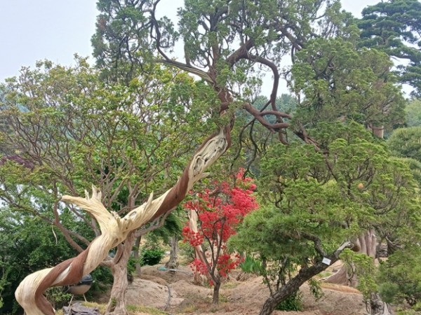 향나무28