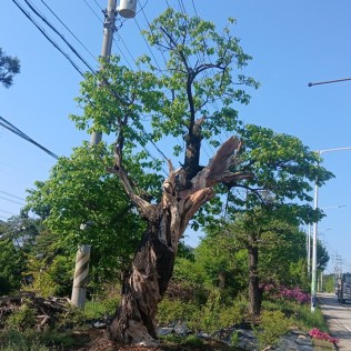살구나무3