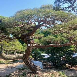 적송96