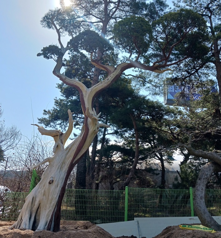 향나무18