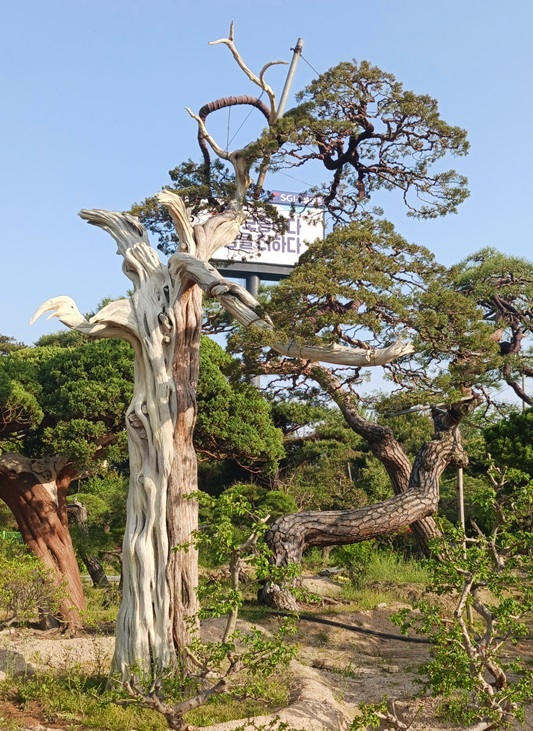 향나무3