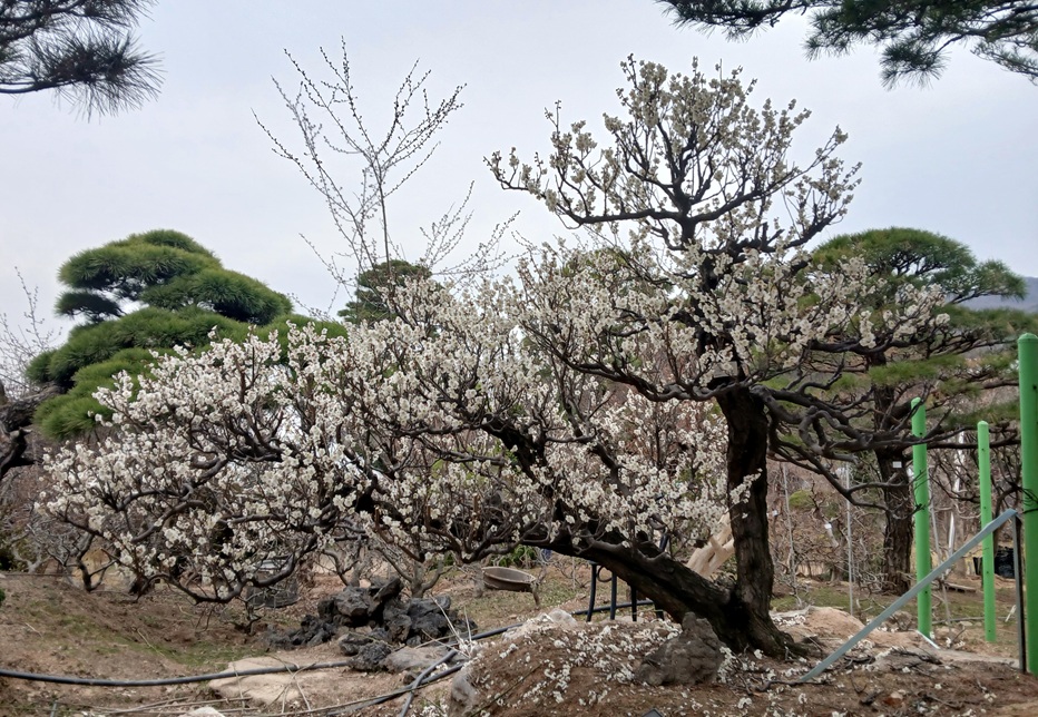 기타 활엽수 28 122. 매화 R30 H180 1