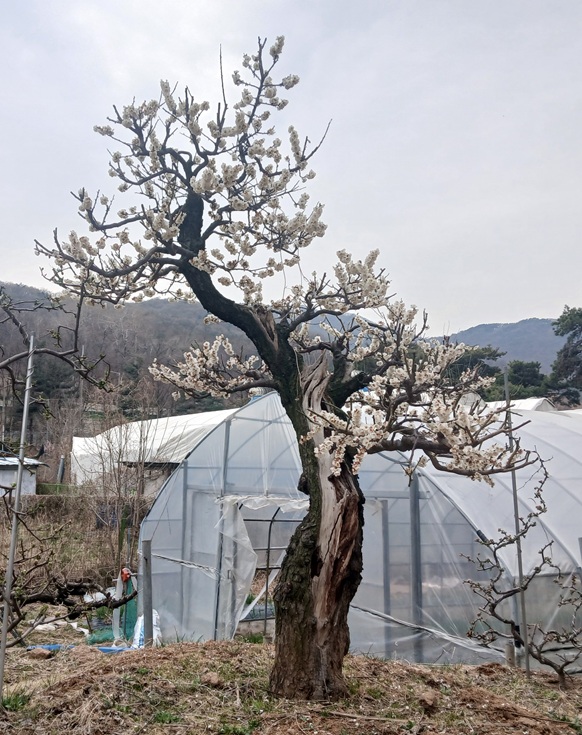 기타 활엽수 51 123. 매화 표준규격 R20 H200 꽃