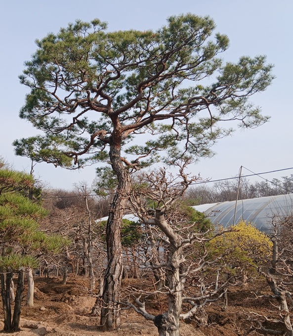 소나무 82 219. 적송 R35 H450