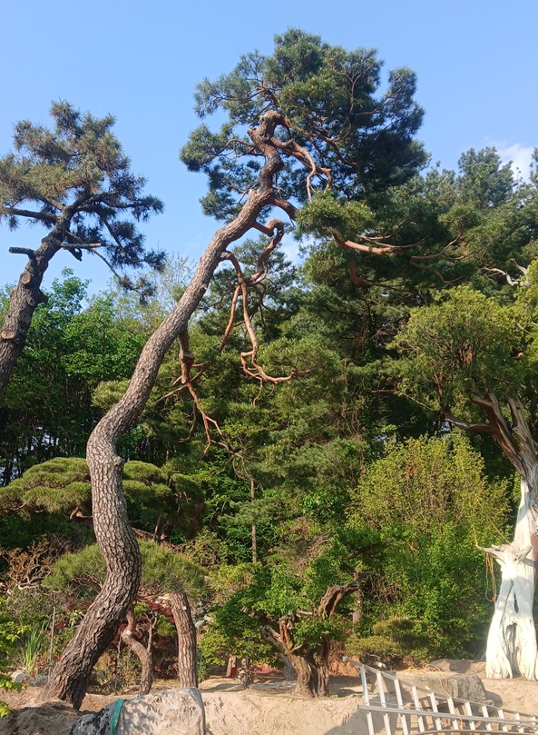 222. 적송 R50 H1000 1