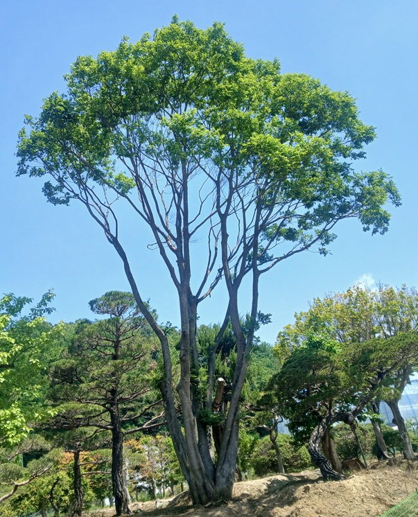 기타 활엽수 43 147. 팽나무 R80 H1000 1