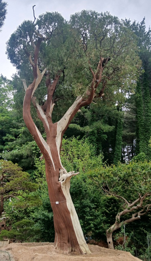 223. 측백나무 R130 H1000 1