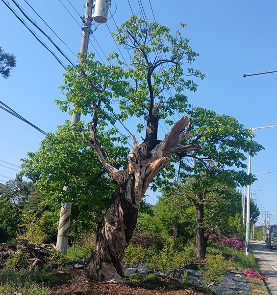 기타 활엽수 55 225. 살구나무 R90 H500